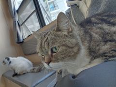 -喵园·猫主题咖啡厅·撸猫·猫咖(国贸店)