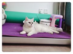 -猫大福·Fortune Cat猫舍(百子湾店)