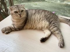 -猫咪派对(江南西店)