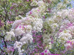 -深圳国际园林花卉博览园