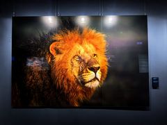 -罗红摄影艺术馆