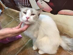 -李小姐の猫咖啡馆(五角场店)