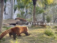 -灵玲国际马戏城