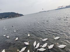 -烟墩角天鹅湖