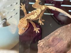 -酷以爬仙阁实体爬宠店·守宫·蜥蜴·专业繁育