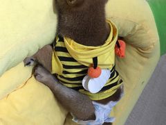-逗柴咖啡屋·狗咖猫咖宠物桌游