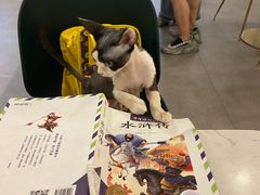 -飞行喵MR PILOT|猫舍·猫咖(静安大融城店)