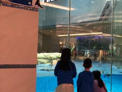 -帝企鹅自助餐厅•儿童岛•真企鹅(长隆企鹅酒店)