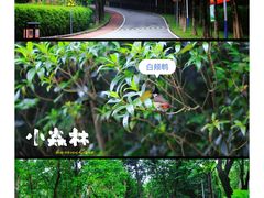 -火炉山森林公园