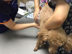 -爱侣宠医·鹦鹉专科·小型哺乳类·异宠专科(灵石路店)