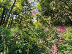 -火炉山森林公园