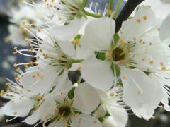 -双季花艺园艺市场(浦东店)