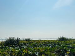 -七的湖·晚芳亭·阳澄湖农家菜·大闸蟹(莲花岛店)