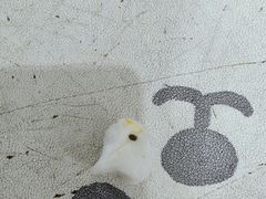-派美特宠物医院·核磁CT·骨科肿瘤·疑难转诊(沈农禾丰店)