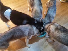 -Husky Go! 哈士奇体验馆·宠物咖啡厅狗咖