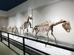 -大连自然博物馆