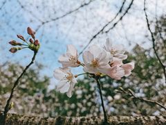 -东湖磨山景区
