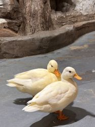 -Zoolung Zoolung动物主题公园(海信广场店)