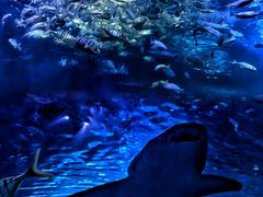 -太平洋海底世界