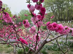 -大兴滨河森林公园