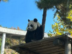 -大连森林动物园