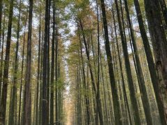 -山王坪喀斯特国家生态公园