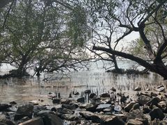 -宝安西湾红树林湿地公园