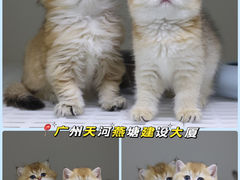 -lincat·猫舍(广州店)