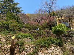 -石老人观光园