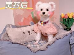 -BABIT巴比特宠物(MOMOPARK店)