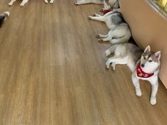 -Husky Go! 哈士奇体验馆·宠物咖啡厅狗咖
