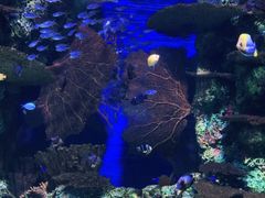 -上海海洋水族馆