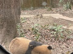 -中国大熊猫保护研究中心雅安碧峰峡基地