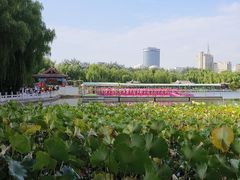 -莲花池公园