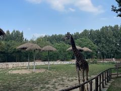 -北京野生动物园