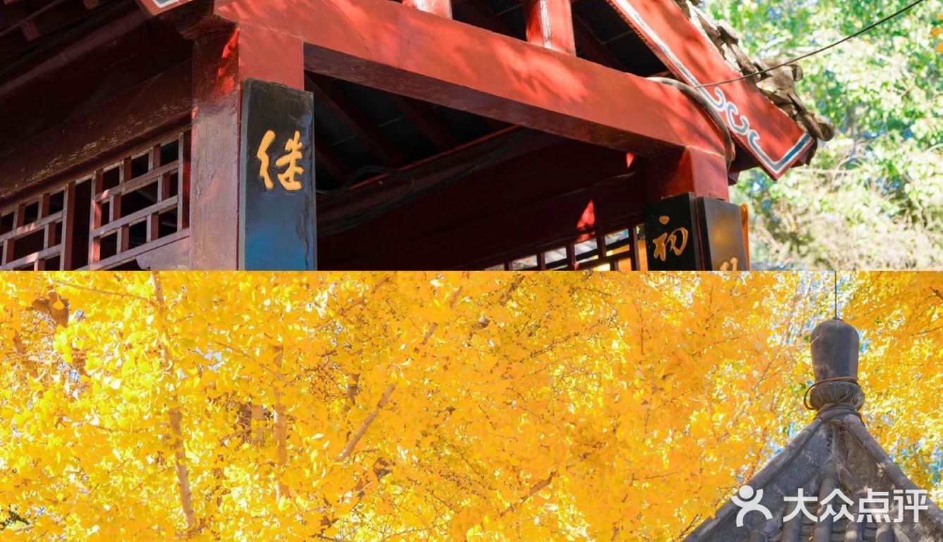 郑州周边游｜假装在京都｜一起看绝美银杏