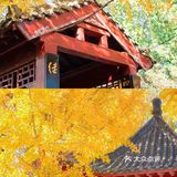 郑州周边游｜假装在京都｜一起看绝美银杏