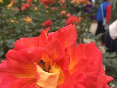 -人民公园(罗湖区)