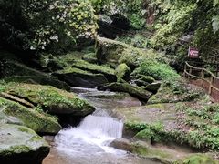 -中国大熊猫保护研究中心雅安碧峰峡基地