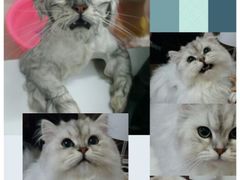android_upload_pic-创凡宠物医院·骨专科  猫科中心(西乡分院)