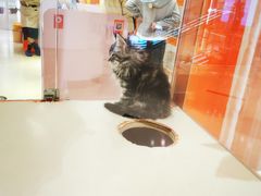 -三花喵·撸猫购宠·宠物生活馆(虹桥南丰城店)
