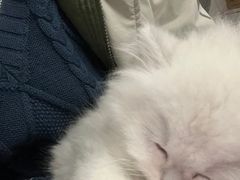 -欣宠猫屋·矮脚拿破仑·蓝金金渐层