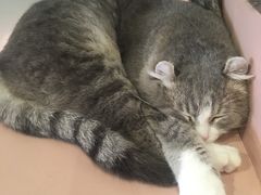 -猫儿山۰猫主题餐厅