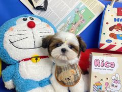 -读宠于你·约克夏比熊·睫角守宫·爬宠售卖(高新店)