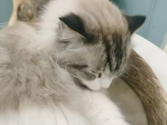 -安格丽娜·狗咖·猫咖羊驼咖(春熙路百盛商场店)