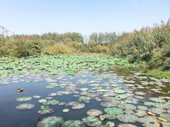 -溱湖国家湿地公园