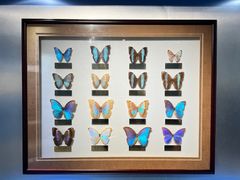 -上海昆虫博物馆