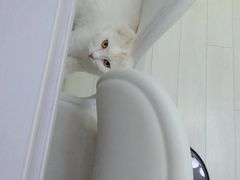 -喵的天空名猫咖啡馆·撸猫·猫舍·用品