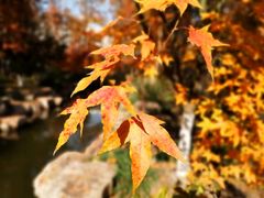 -上海共青森林公园