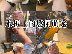 -吉丁鸟咖·异宠·寄养